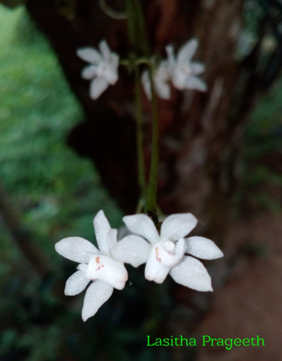 Thrixspermum pulchellum (Thwaites) Schltr.
